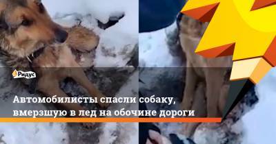 Автомобилисты спасли собаку, вмерзшую в лед на обочине дороги
