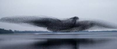 З’явилося фото, як тисячі шпаків зібралися у формі гігантського птаха, щоб відбитися від хижаків