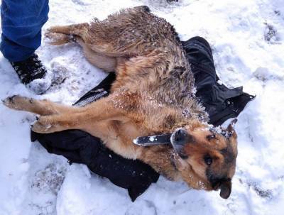 Люди спасли вмерзшую в лед собаку в Калуге
