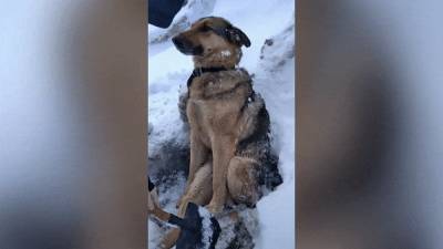 Жалобно скулила в сугробе: на трассе под Калугой спасли вмёрзшую в лёд собаку со сломанным позвоночником — видео