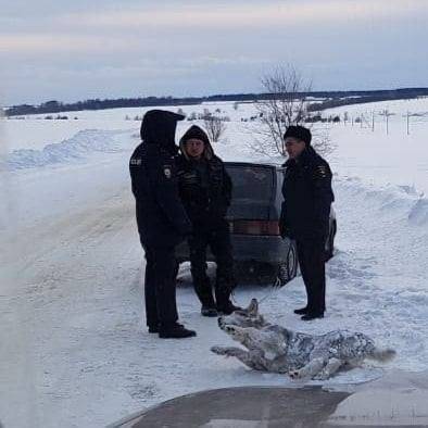Изверга из Ульяновской области, убившего пса Тайсона, ищет полиция
