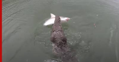 Крокодил украл пойманную акулу у рыбаков: видео