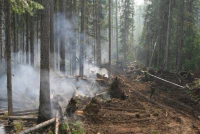 Протяженность минерализованных полос в лесах Ярославской области увеличат на 50%