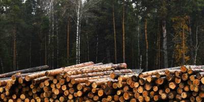 Китай останется с носом, а Россия с лесом: вывоз древесины из РФ вышел Поднебесной боком