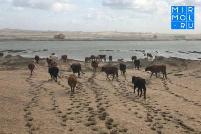 В Кумторкалинском районе на трассах скотопрогона выявлены факты нецелевого использования