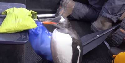В проливе Герлаш в Антарктиде пингвин скрылся от голодных косаток на лодке туристов - видео - ТЕЛЕГРАФ