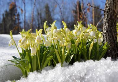 Весна не торопится: синоптик прогнозирует в Украине значительные морозы