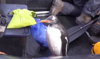 В Антарктике пингвин спрятался от двух косаток в лодке туристов