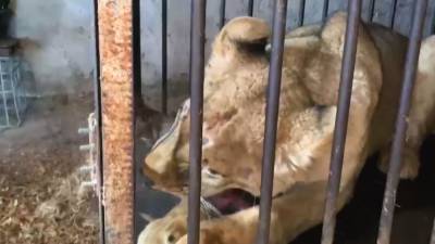 Львицу из холодного гаража спасли полицейские в Иркутске.