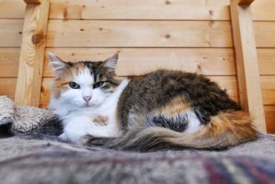 В США "умерший" домашний кот вернулся к владельцу спустя четыре года
