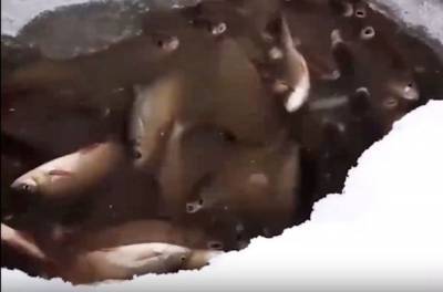 В Югре после аварии на трубопроводе «Сибура» в Оби массово гибнет рыба (видео)