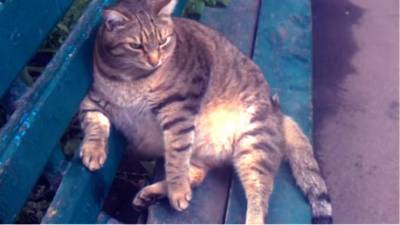 Самый толстый кот России спас алтайскую пенсионерку от коронавируса