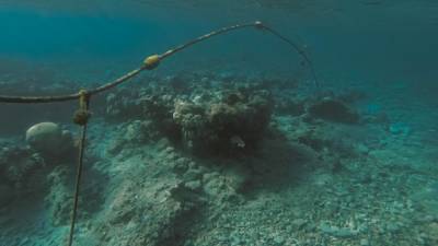 Археологи раскопали на побережье Красного моря кладбище древних домашних животных
