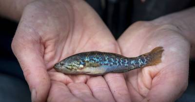 В Австралии обнаружили "рыбу-зомби", которую считали вымершей 20 лет назад