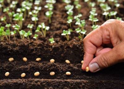 Выбор семян: восемь важных правил, которые нужно знать дачнику-огороднику