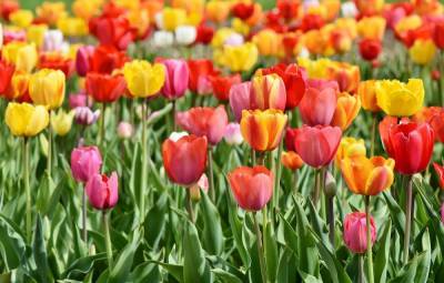 За два месяца этого года в Петербург и Ленобласть завезли более 4,3 млн цветов