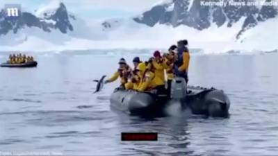 В Антарктиде пингвин спасся от косатки, запрыгнув к туристам в лодку