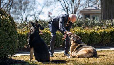 Источники говорят, что собак Байдена отослали из Белого дома из-за нападения на охранника