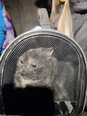 В Мурино спасли кошку из вентиляционной шахты