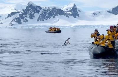 Пингвин убегая от косаток, героически запрыгнул в лодку к радостным туристам: трогательное видео
