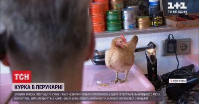 Необычный сотрудник: как курица по имени Эльза развлекает клиентов парикмахерской в Германии