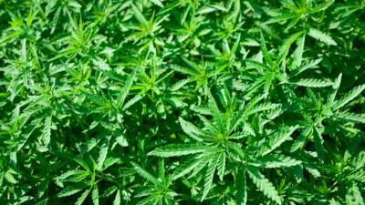 В штате Нью-Йорк легализуют продажу марихуаны в немедицинских целях