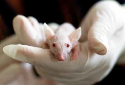 Российские биологи напоили подопытных мышей алкоголем