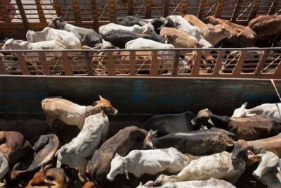 Жертвами пробки в Суэцком канале станут 200 тысяч животных