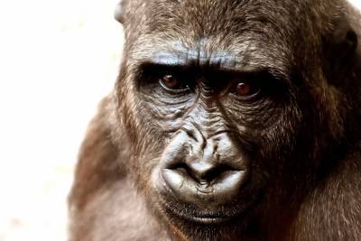 Ученые: обезьяны видят мир точно так же, как люди