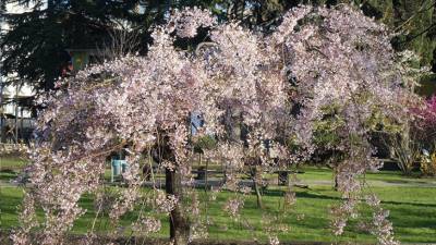 В Японии наступил самый ранний пик цветения сакуры за последние 1200 лет