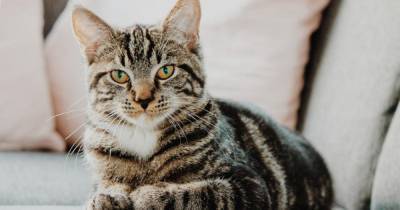 В Турции кошка принесла больных котят в ветеринарную клинику