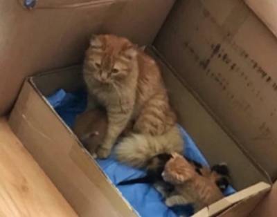 Кошка сама принесла больных котят в клинику