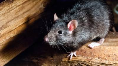 Роспотребнадзор напомнил о необходимости борьбы с крысами