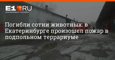 Погибли сотни животных: в Екатеринбурге произошел пожар в подпольном террариуме