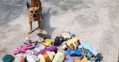 Четвероногий "клептоман": в США чихуахуа по кличке Фрэнк месяцами воровал игрушки у соседских собак