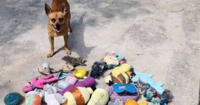 Четвероногий “клептоман”: в США чихуахуа по кличке Фрэнк месяцами воровал игрушки у соседских собак