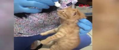Кошка сама принесла больных котят в ветклинику за помощью: видео тронуло сеть