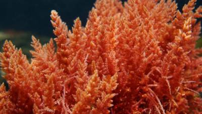 Британские ученые обнаружили в реке генетически уникальные красные водоросли