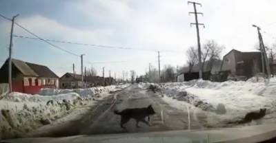 Под Оренбургом водитель спас ребёнка от нападения собаки — видео