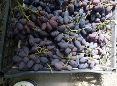 Сорт винограда Алвика: фото и описание, отзывы, видео