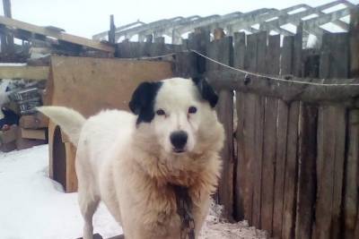 Приют для собак, с которым мэрия Рязани заключила договор, временно приостановил работу