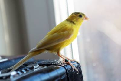 Московские ветеринары-орнитологи рассказали, как ухаживать за птицами дома