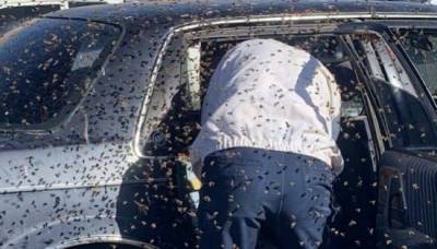 В припаркованный у магазина автомобиль залетел огромный рой пчёл