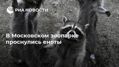 В Московском зоопарке проснулись еноты