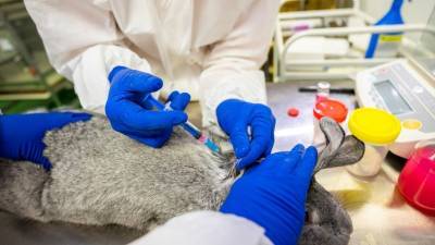 Россия зарегистрировала вакцину от коронавируса для животных