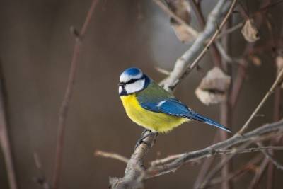 В Тамбовской области отмечают Международный день птиц