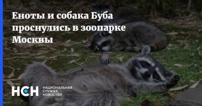 Еноты и собака Буба проснулись в зоопарке Москвы