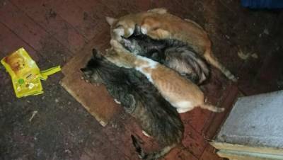 В Тверской области волонтеры нашли кошек, запертых в квартире умершей старушки (18+)