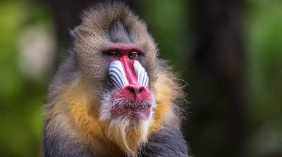 Огромный нос или "силиконовые" губки - топ-5 приматов с самыми необычными мордашками
