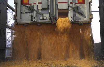 Переходящие запасы зерна увеличится до 4,9 млн т за счет кукурузы